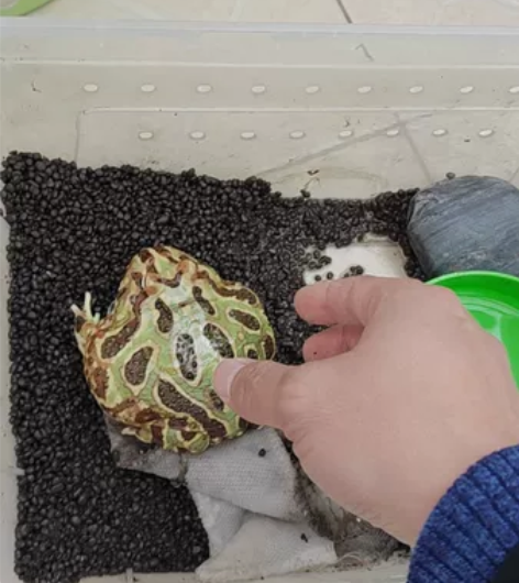 南美角蛙，11cm左右，200元。大概率是...