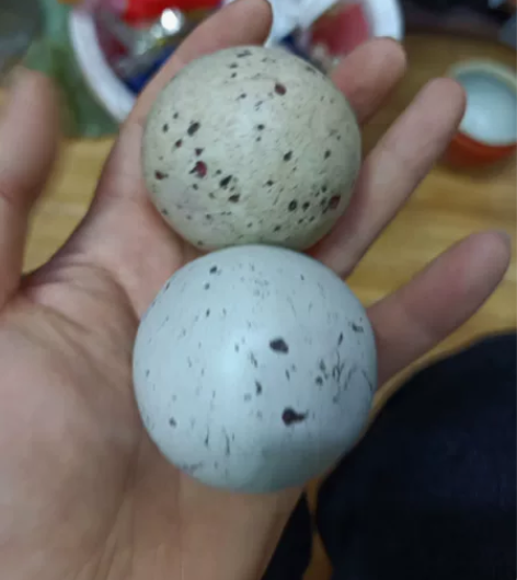 球球 感兴趣的话点“我想要”和我私聊吧～