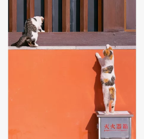 照片临摹，手绘插画，各种平面设计哦 看到了...