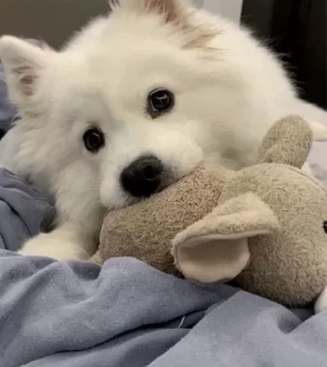 卖光遇号，有武士裤，黑脸，等红脸蛋应为要急...