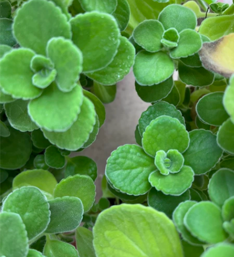 碰碰香三块 同城自提， 东岗路青园街交口5...