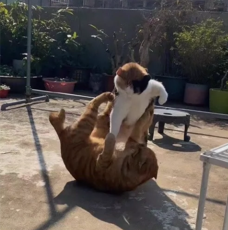 光夜剩谷夏鸣星生日x3 16/1  无 夏...