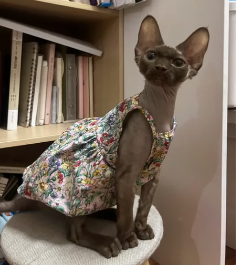 斯芬克斯德文猫衣服无毛猫纯棉连衣裙宠物猫吊...