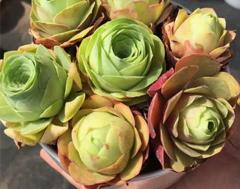 小玫瑰套餐多种耶罗盖瑞米尔悦色黄玫瑰血樱山...