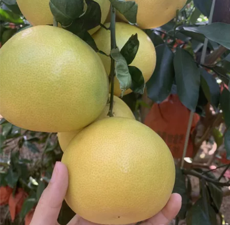 福建平和馆溪葡萄柚蜜柚老树头茬好果新鲜现摘...