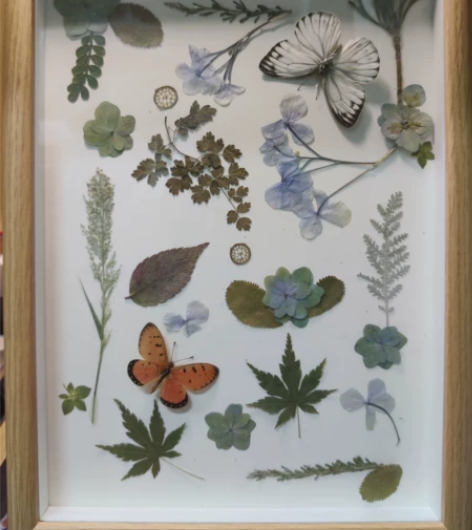 蝴蝶标本 手工压花 装饰画 包邮 《蝴蝶与...